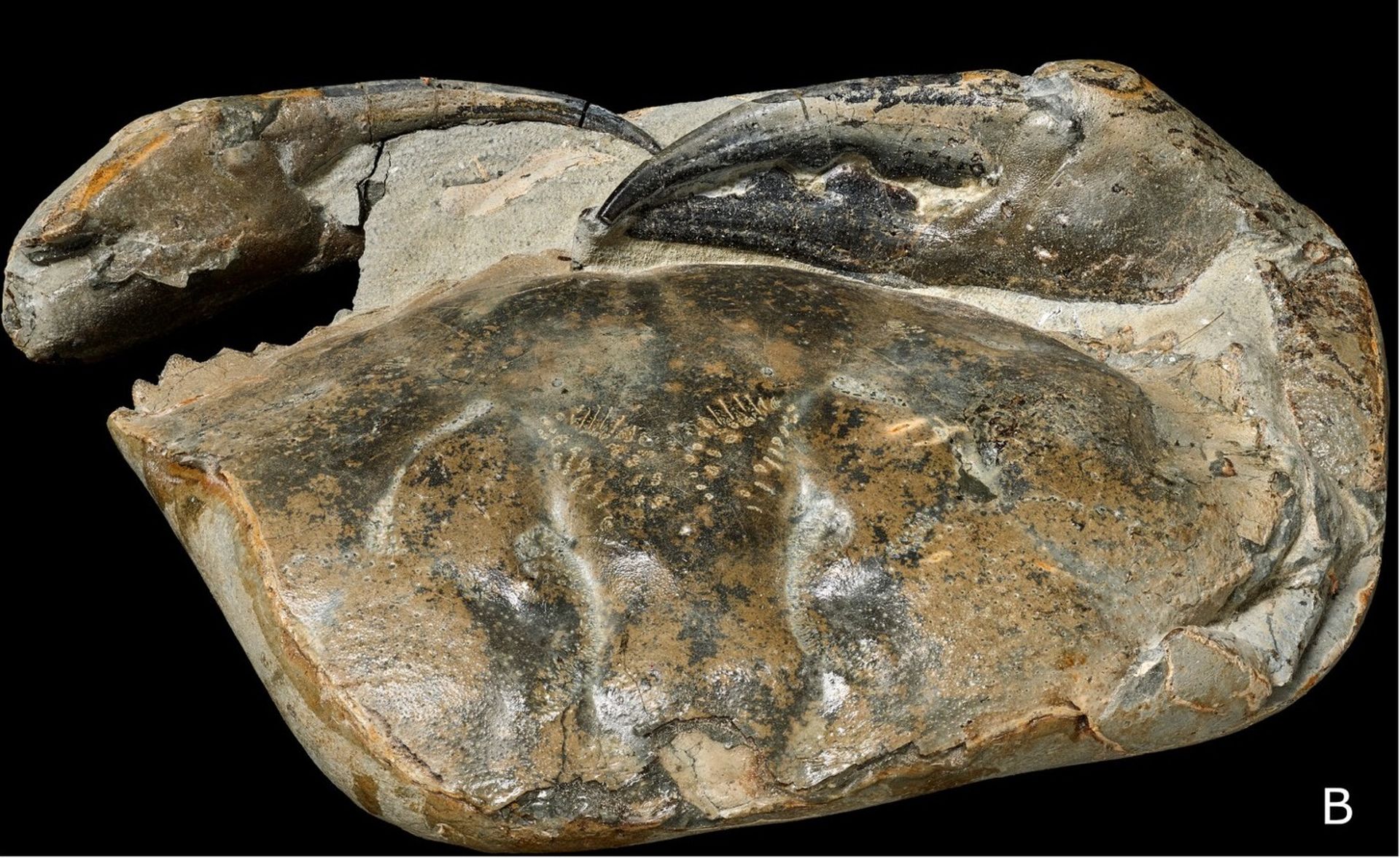 Cel mai mare clește de crab fosilizat descoperit vreodată are 8