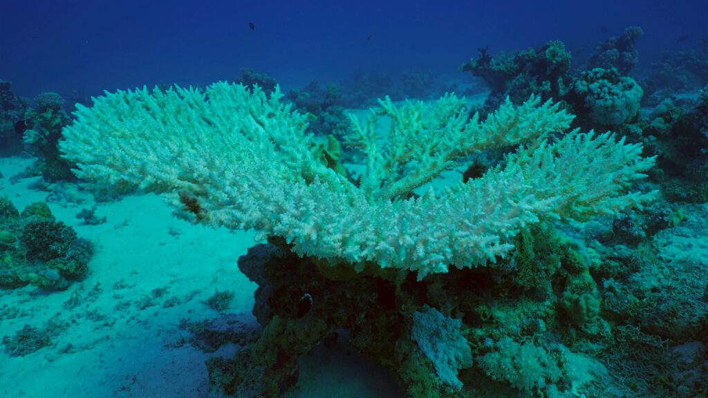 al-patrulea-eveniment-global-de-albire-a-coralilor-din-ultimii-30-de-ani
