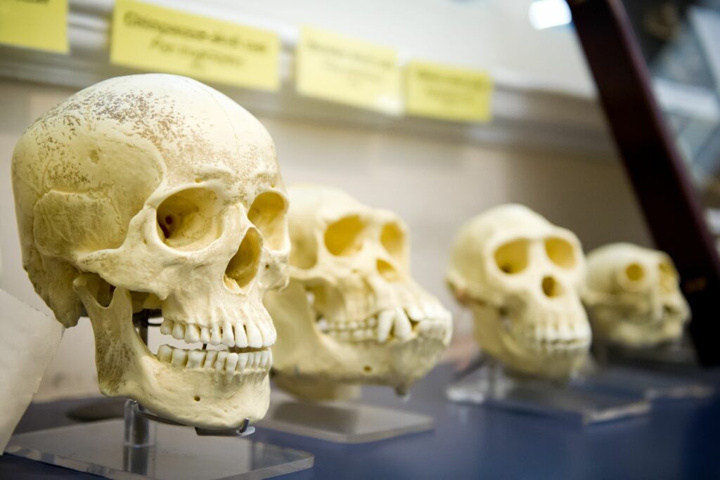 Arborele genealogic uman ar trebui refăcut, argumentează un nou studiu