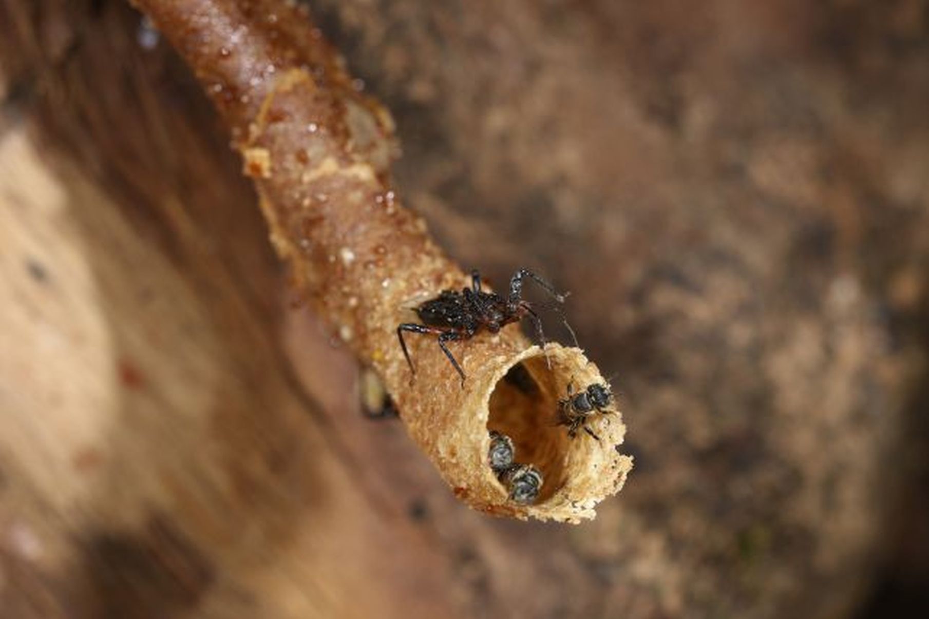 Prada Insects O specie de insectă folosește o tactică surprinzătoare pentru a-și ...