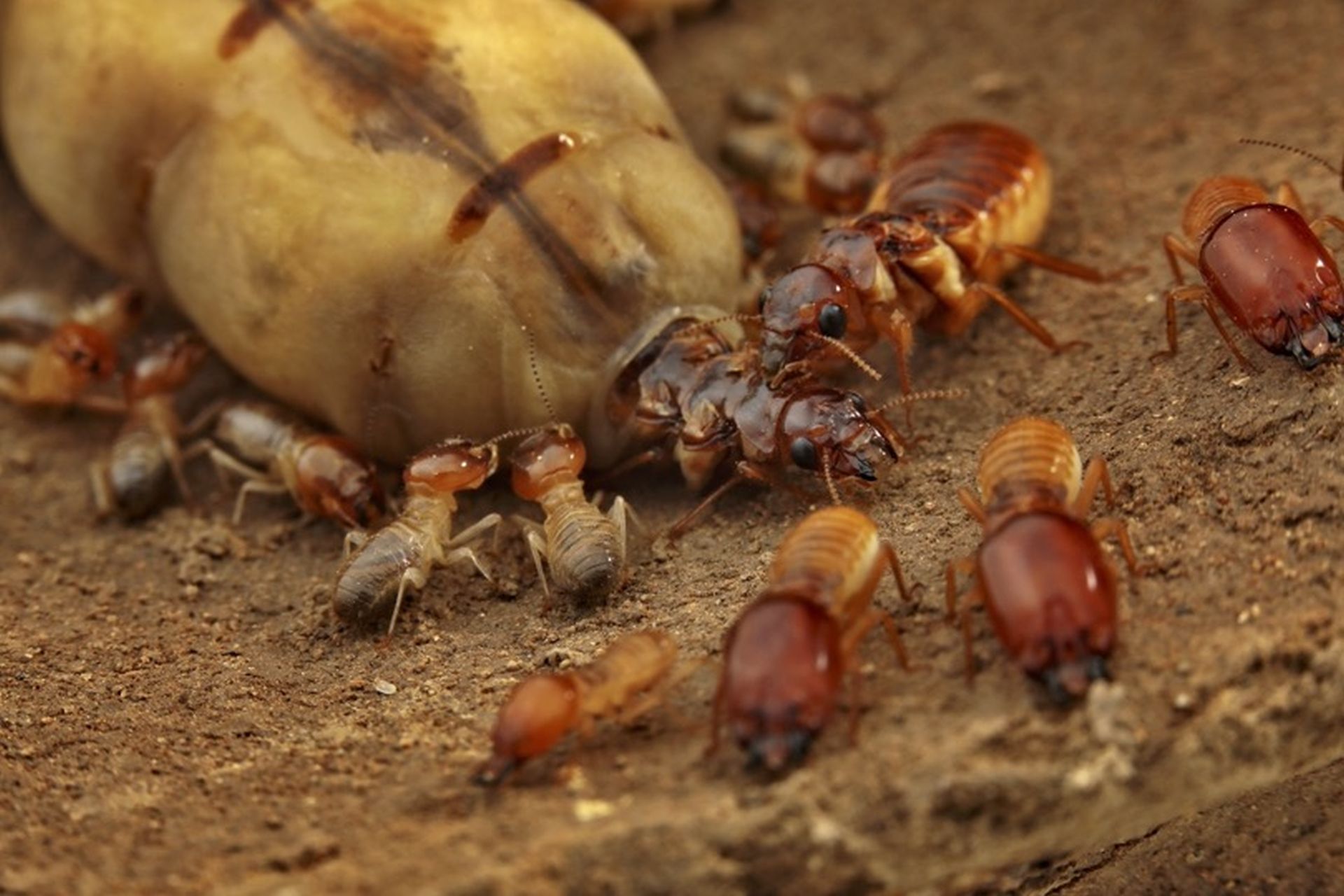 Cercetătorii au aflat cum le-a ajutat pe reginele termite pierderea de gene