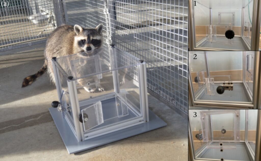 Ratonii rezolvă puzzle-uri din plăcere, sugerează un nou studiu