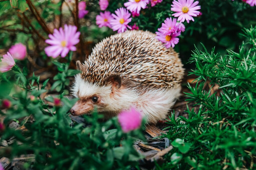 Ariciul gradina shutter Descopera 1024x683 - JurnalDirect