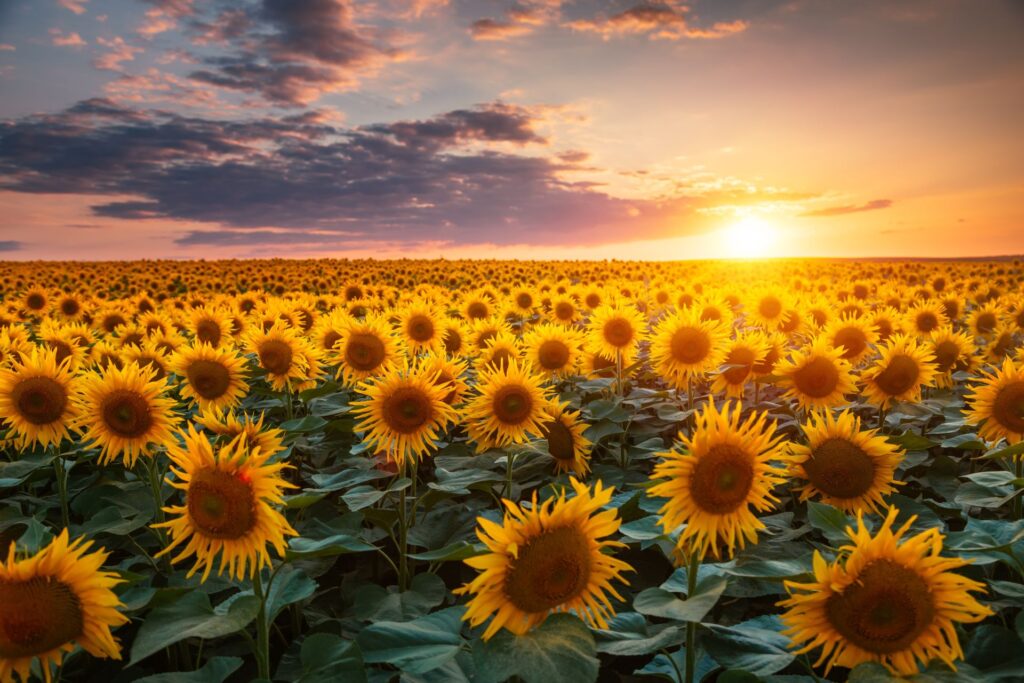 Bateriile din coji de seminte shutterstock descopera 10 1024x683 - StirileCorecte