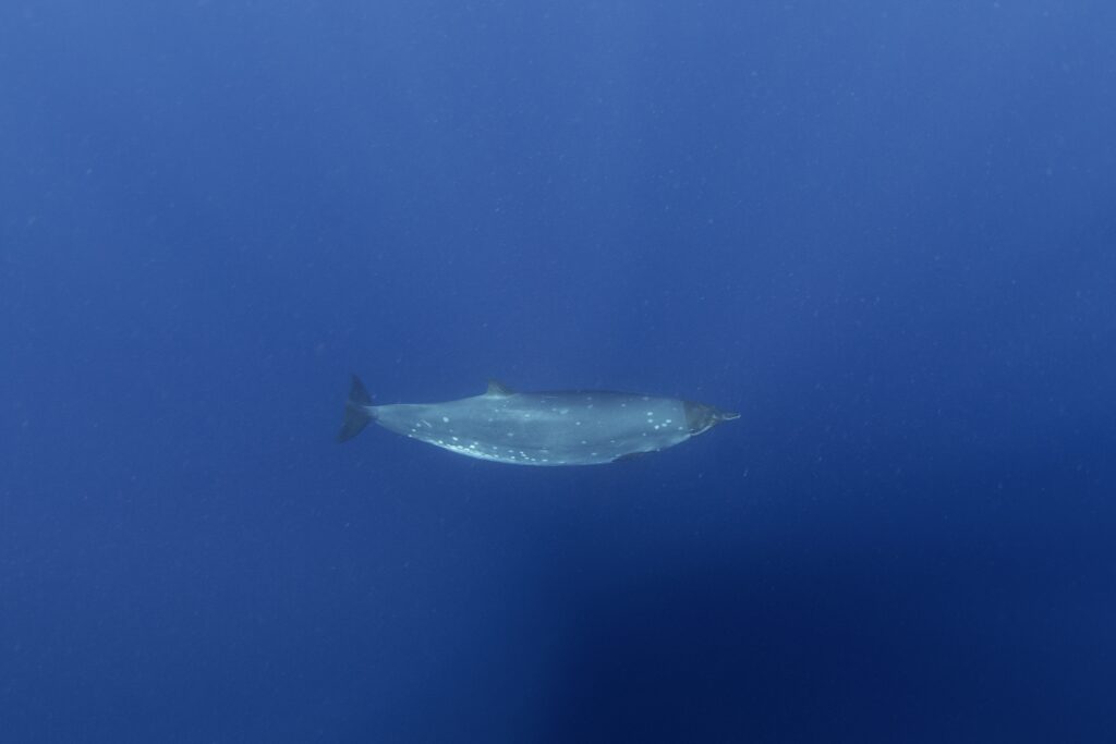 dup-mai-bine-de-150-de-ani-o-creatur-misterioas-din-ad-ncurile-oceanelor-i-pune-pe-g-nduri-pe-cercet-tori