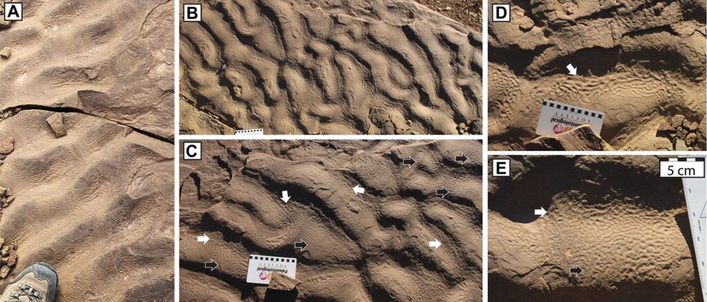 Piele de elefant pe roci în Maroc