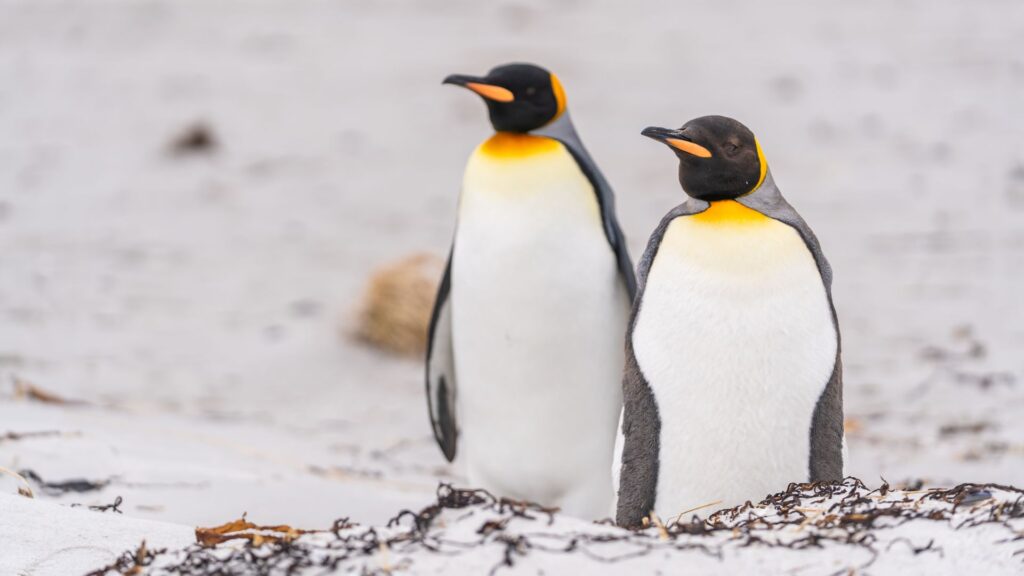 Pinguinii care au mancare la discretie shutterstock descopera 10 1024x576 - JurnalUrban