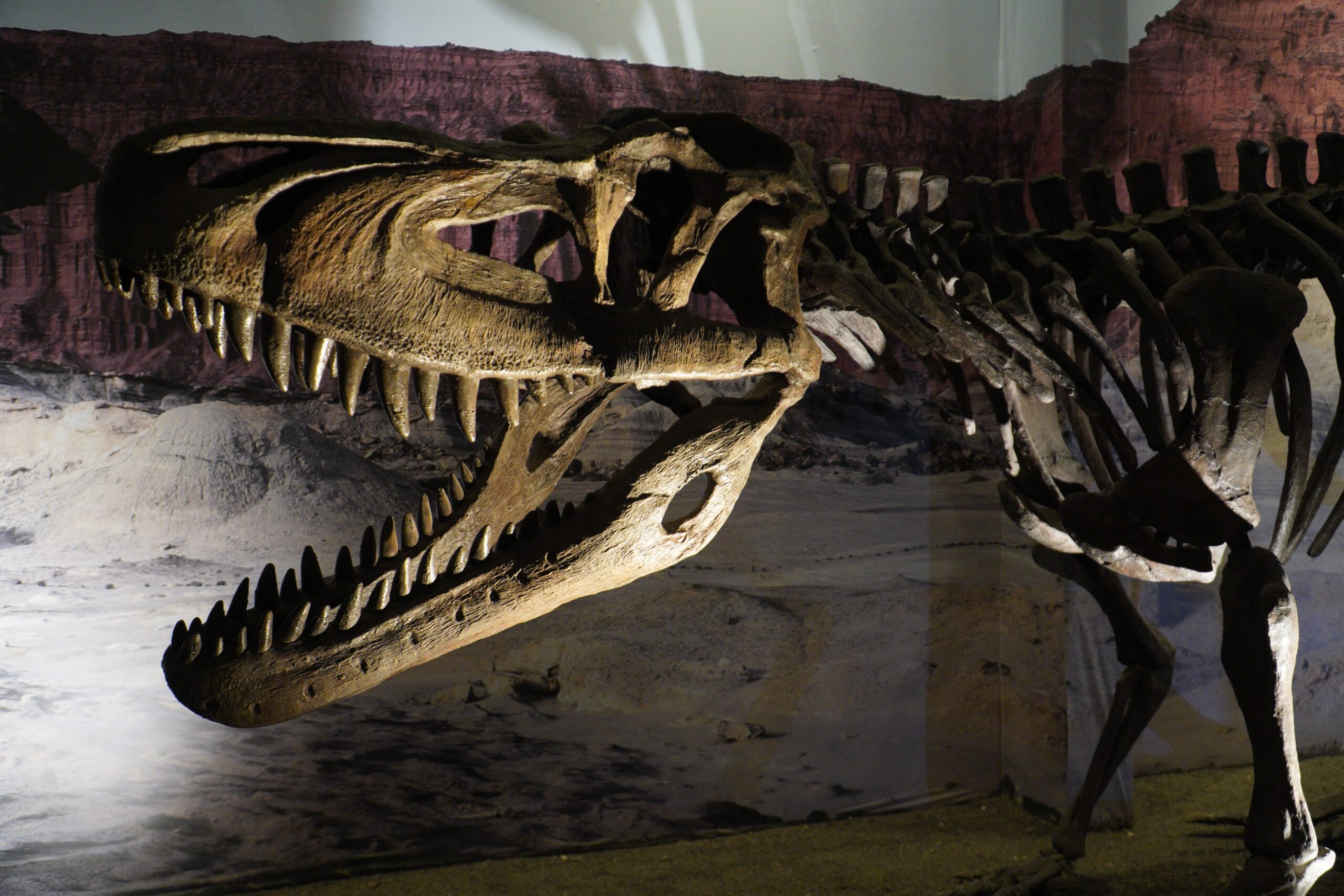 Un schelet de Tyrannosaurus rex vechi de 67 de milioane de ani, scos la ...