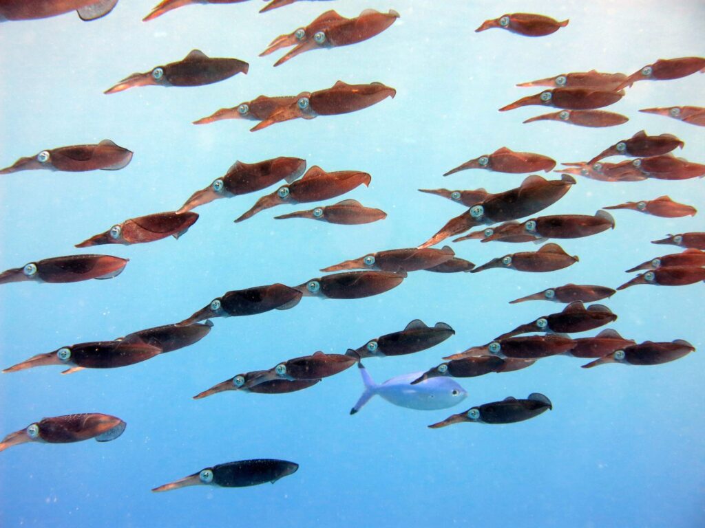 Oceanele Pământului au atins temperaturi record în luna august