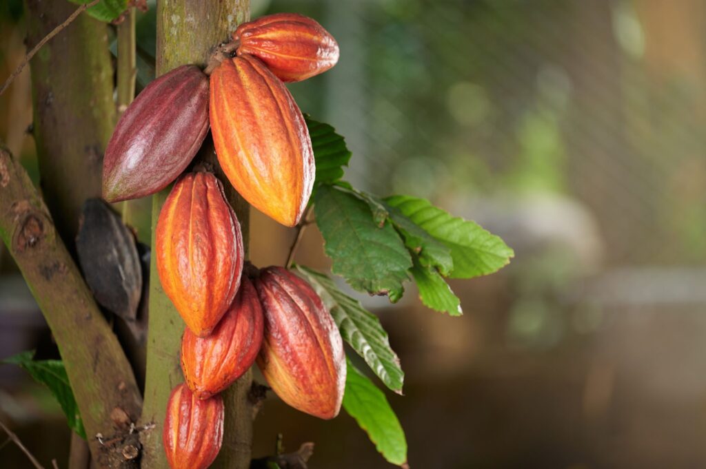Patru arbori de cacao peruvieni nou descoperiți ar putea salva viitorul ciocolatei