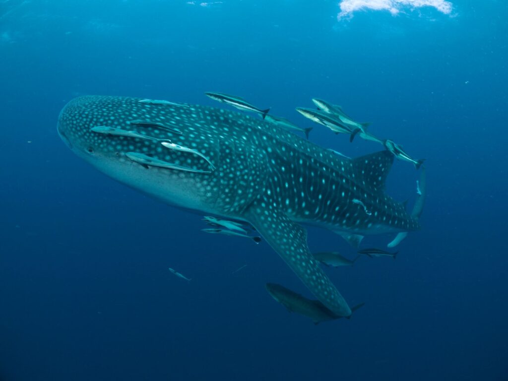 Test de cultură generală. În care ocean trăiesc cel mai mulți rechini?