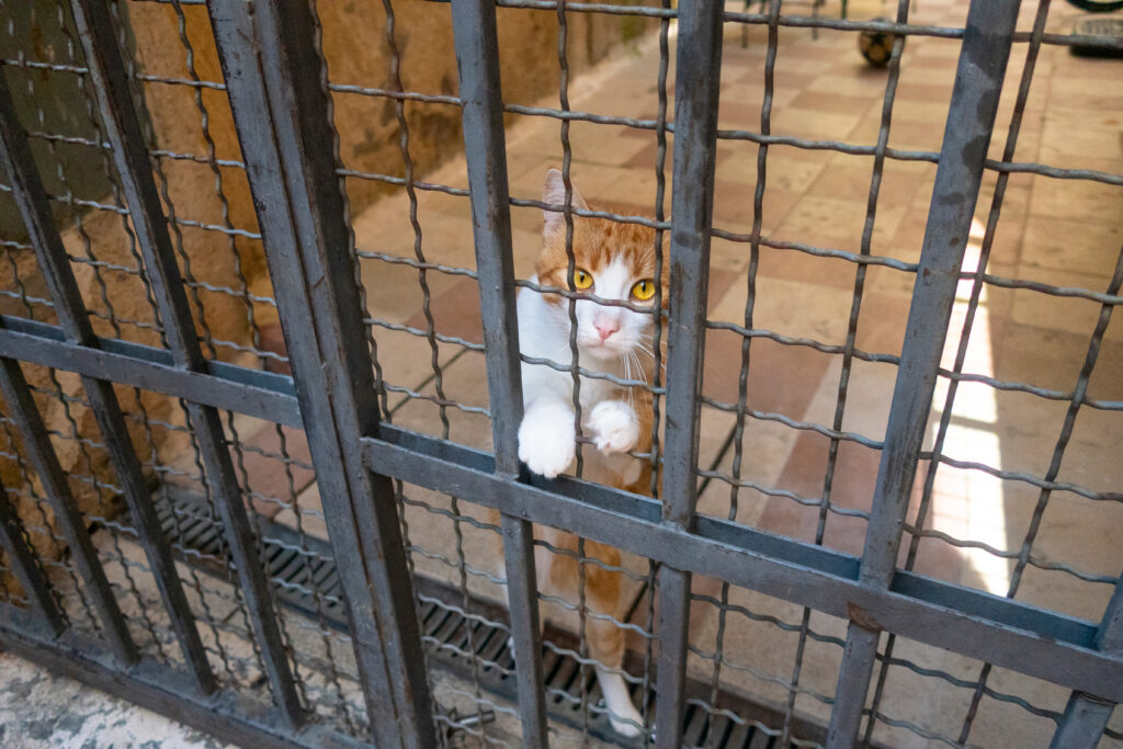 Cum se foloseau deținuții dintr-un penitenciar din Rusia de o pisică ca să facă rost de droguri?