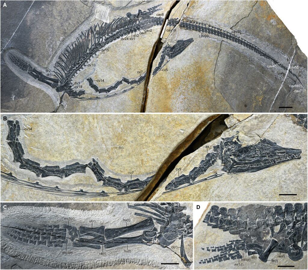 O reptilă marină s-a fosilizat atât de bine încât ficatul său încă are culoare