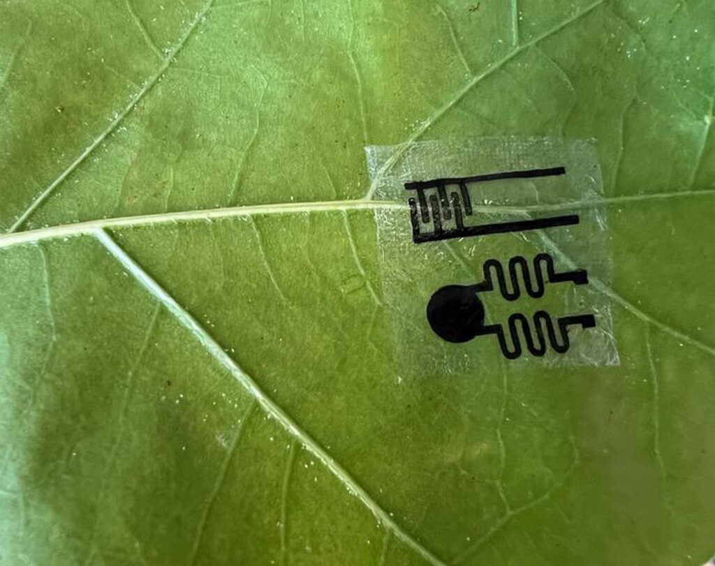Ce vor să afle oamenii de știință cu ajutorul „smartwatch-urilor” pentru plante?