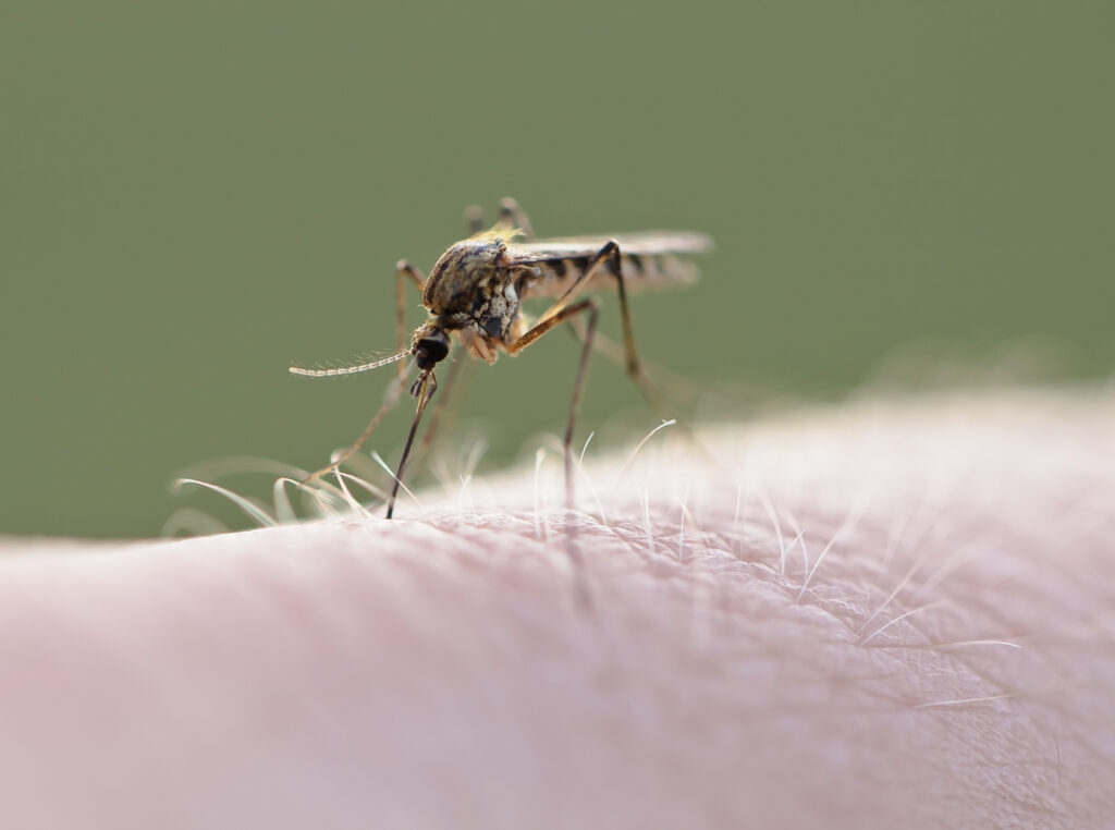 Virusul West Nile face ravagii în Europa. Care este situația în România?