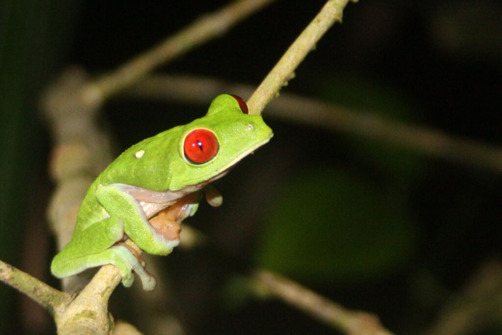 O nouă specie de broască a fost descoperită în Costa Rica. De ce este specială?