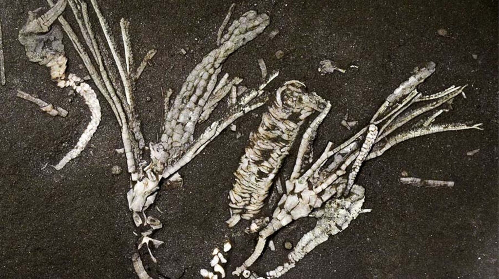 O descoperire extrem de rară: Fosila unei creaturi marine, de 450 de milioane de ani, ascunde țesuturi încă moi