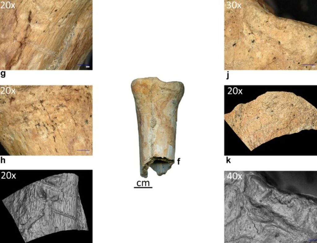 Premieră în România: Au fost descoperite primele dovezi ale utilizării uneltelor din os de către neandertalieni