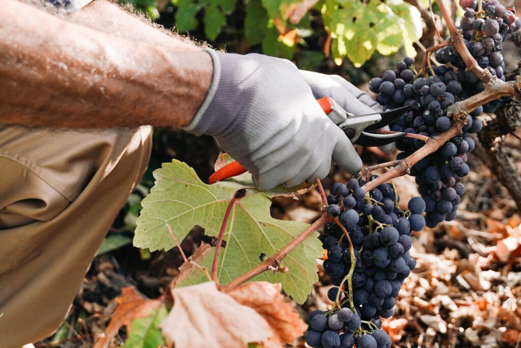 Fumul incendiilor de pădure ar putea afecta gustul vinului! Ce spun viticultorii din Franța?