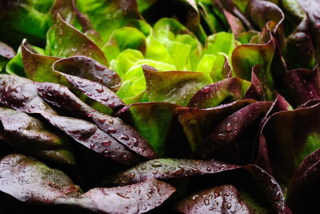 O proteină cheie din carne a fost crescută în salata verde pentru prima dată