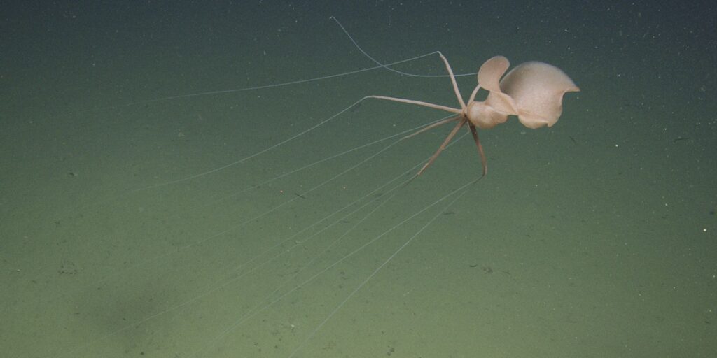 O specie misterioasă a fost observată la mii de metri adâncime în Pacific