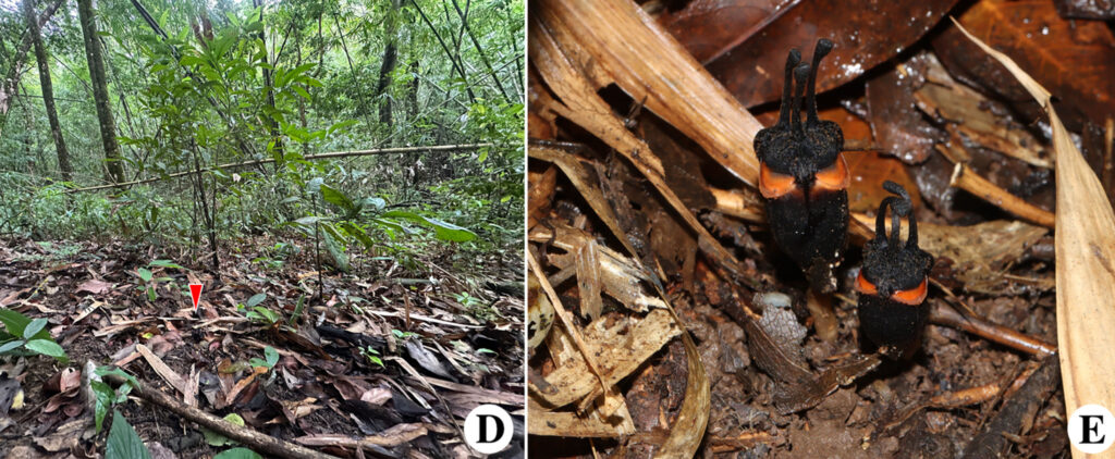 „Floarea diavolului”, o nouă specie descoperită în Thailanda. De ce este specială?