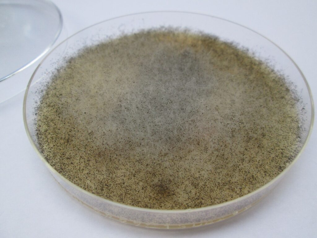 Un mucegai din intestinul uman ar putea oferi protecție împotriva radiațiilor