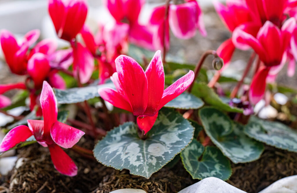 Planta care înflorește chiar și în sezonul rece. Cum să ai grijă de flori și de frunze?