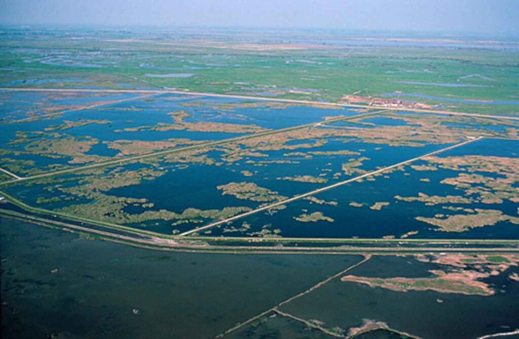 Dezastru ecologic într-un paradis al păsărilor din SUA. Ce s-a întâmplat?
