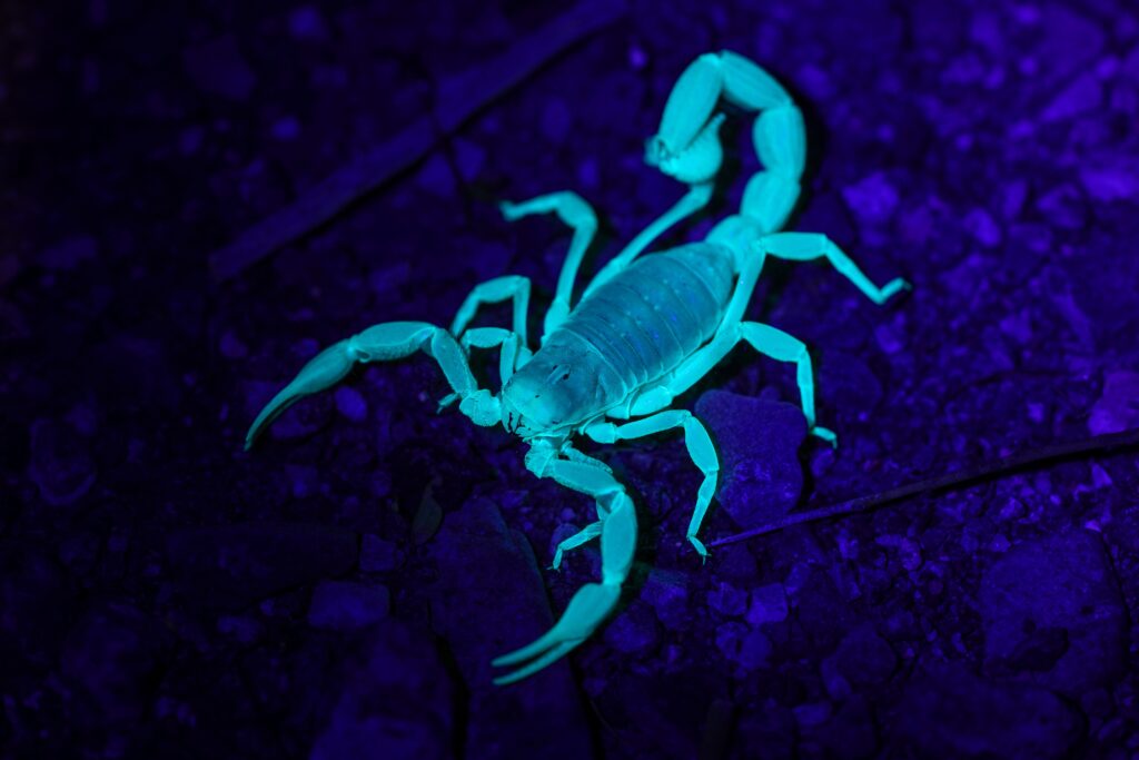 Veninul de scorpion, cercetat ca posibilă sursă pentru noi tratamente ale bolilor hepatice