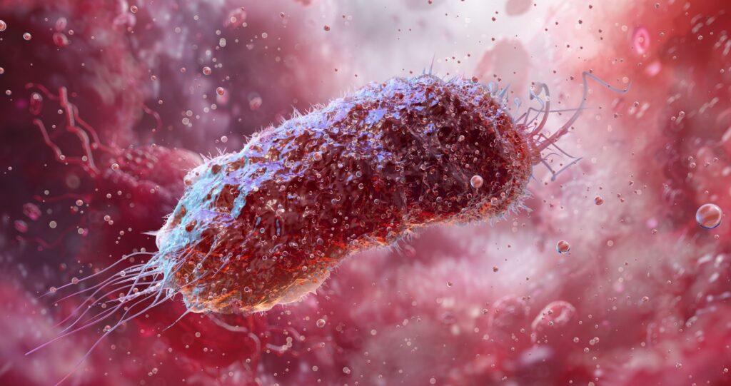 Un compus produs de bacteriile intestinale ar putea accelera modificările asociate bolii Alzheimer