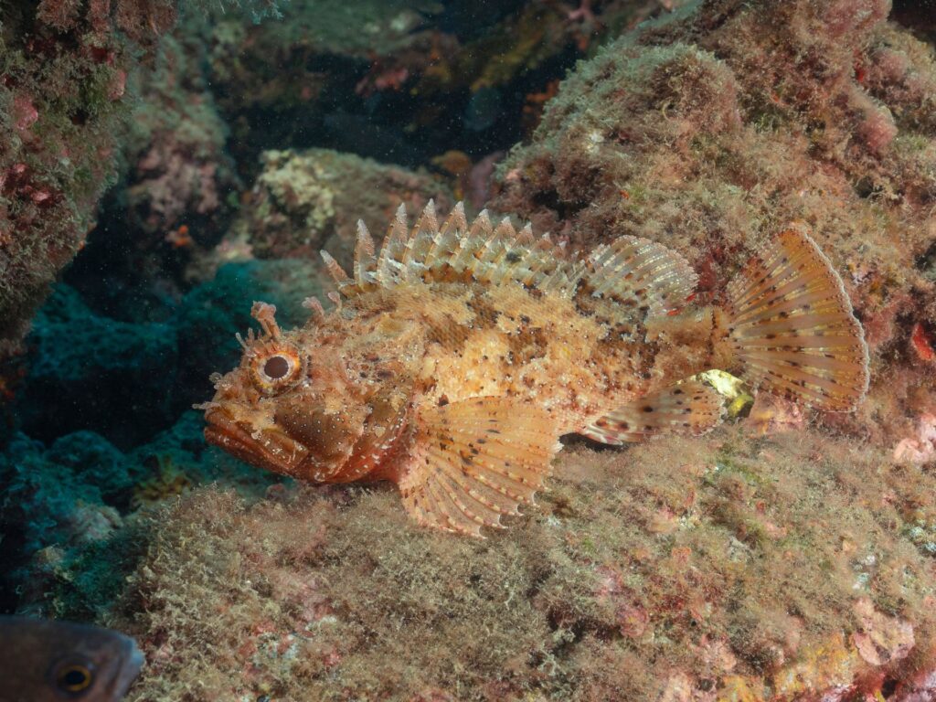 Omenirea, aproape de un obiectiv major cu privire la biodiversitatea globală