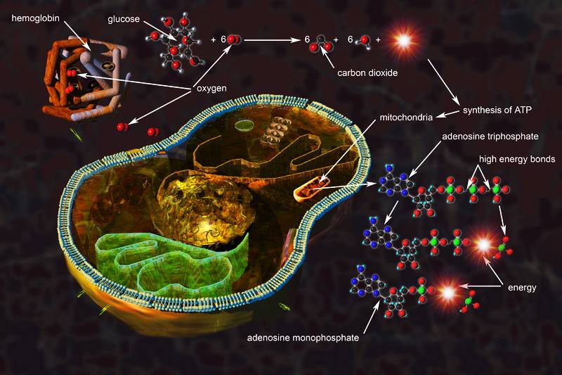 Suntem odraselele extraterestrilor?