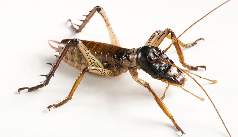 Cele mai mari insecte din lume - SciNews