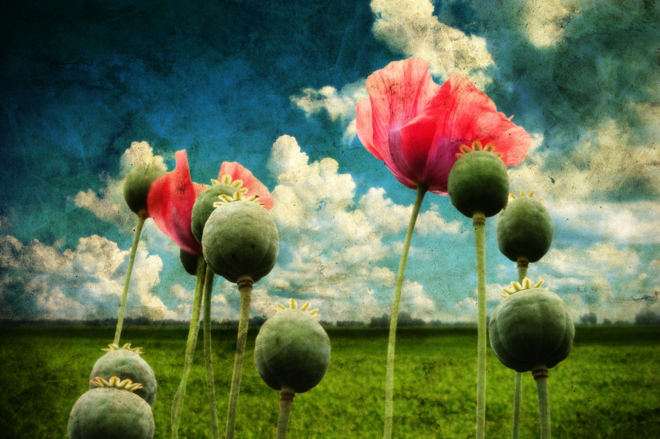 Narcoticele în România: între visare şi inspiraţie