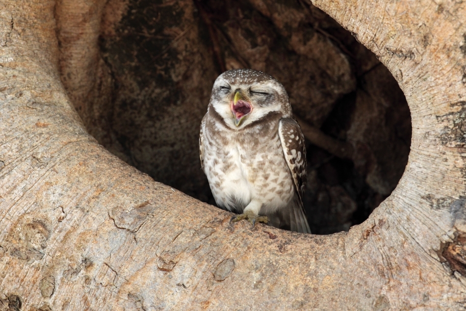 13 mituri populare pe care le confundăm cu realitatea