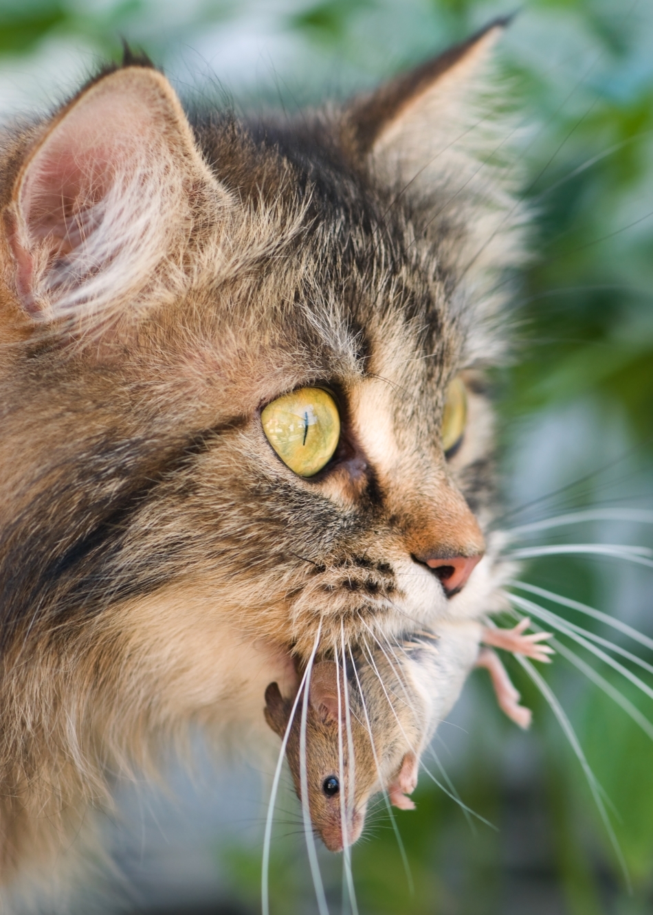 Care va fi soarta pisicilor în următorii 50 de ani?