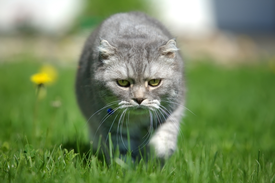 Care va fi soarta pisicilor în următorii 50 de ani?