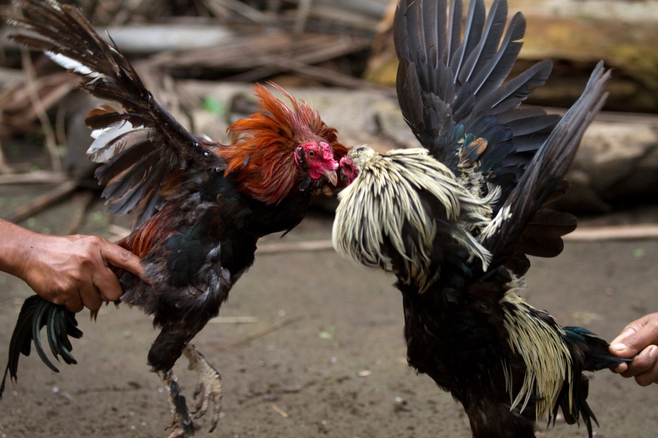 Antrenamentul a doi cocoşi din India