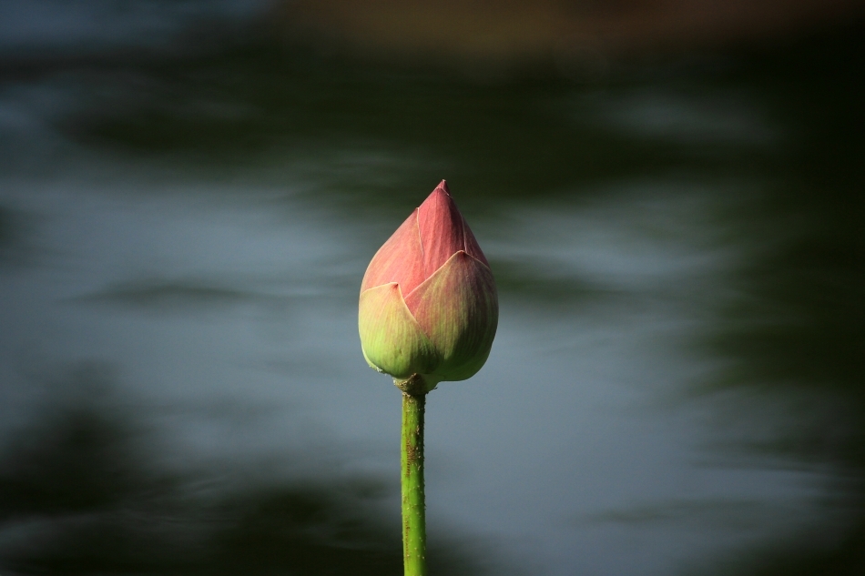 Un boboc de nufăr gata de înflorire