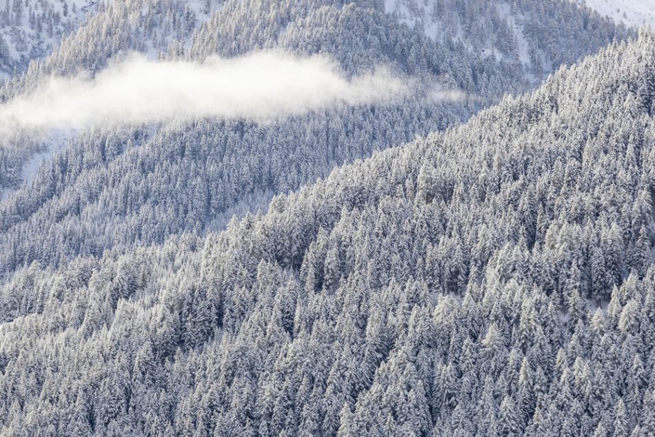 Iarnă în pădurile din Carpaţi