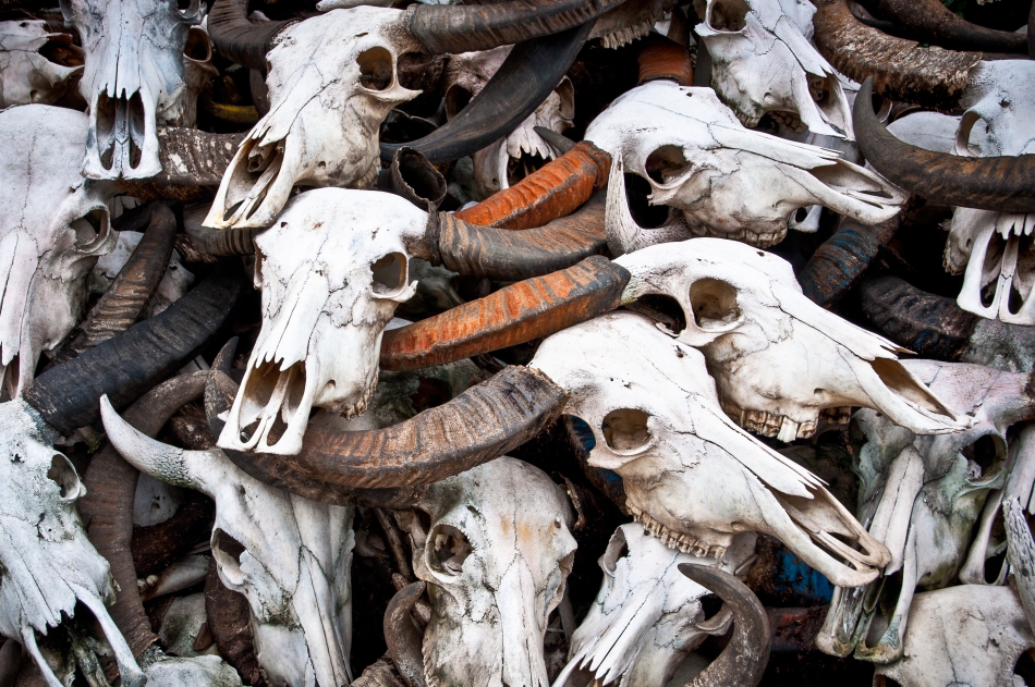 Moartea vitelor din plăgile biblice.