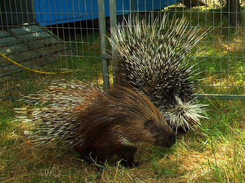 Cele mai ciudate 50 de legi din lume
