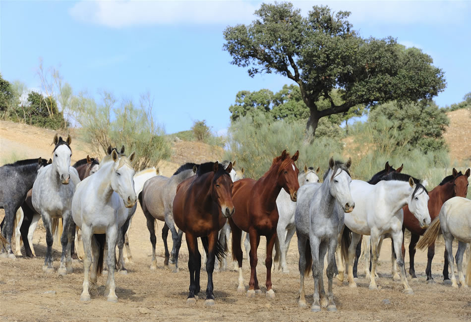 Bătălia de la Cajamarca şi caii care au cucerit un imperiu