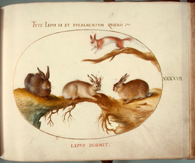 Iepurele cu coarne - un mit explicat