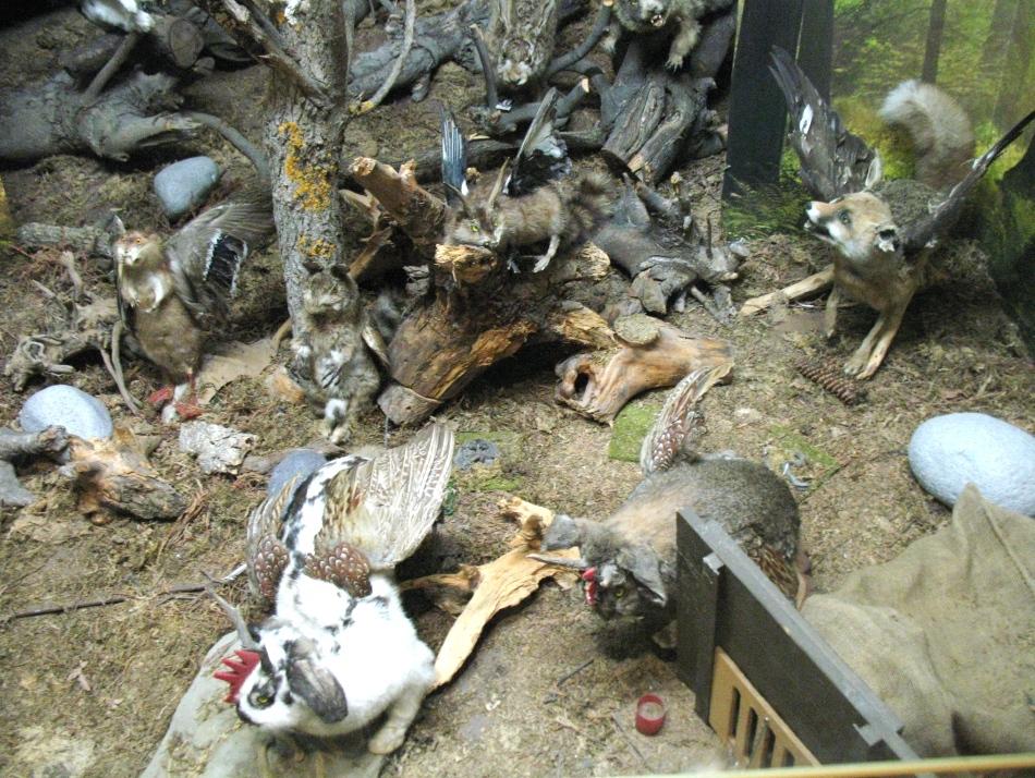 Iepurele cu coarne - un mit explicat