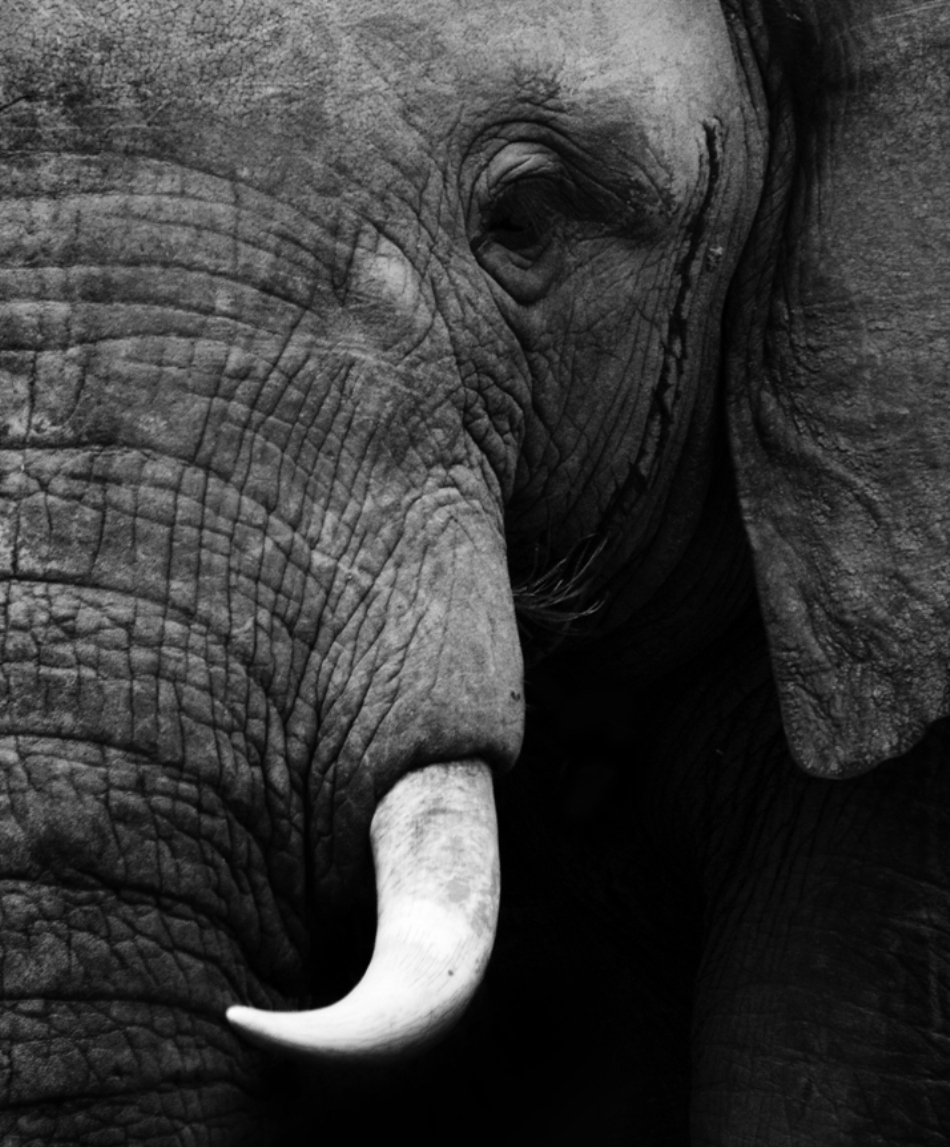  portret de elefant african
