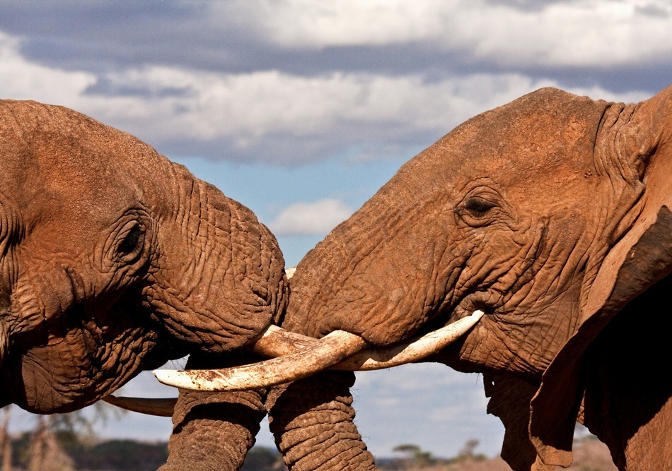  elefanti in lupta de dominare