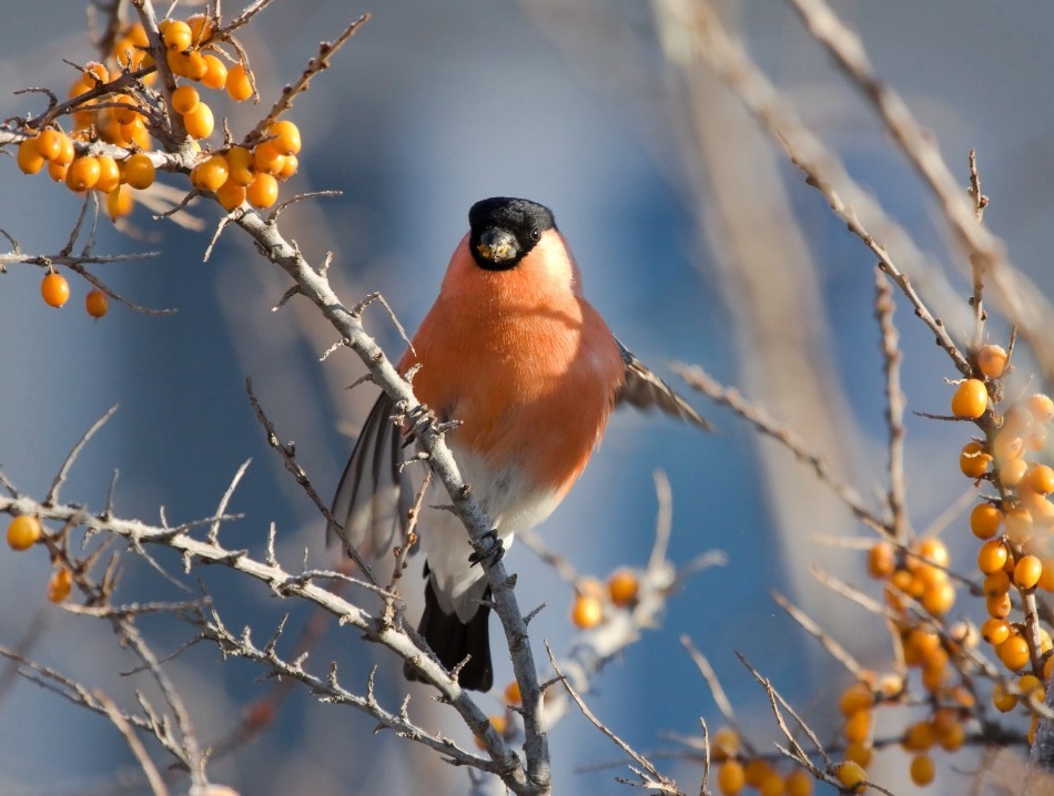 Catina toamna tarziu