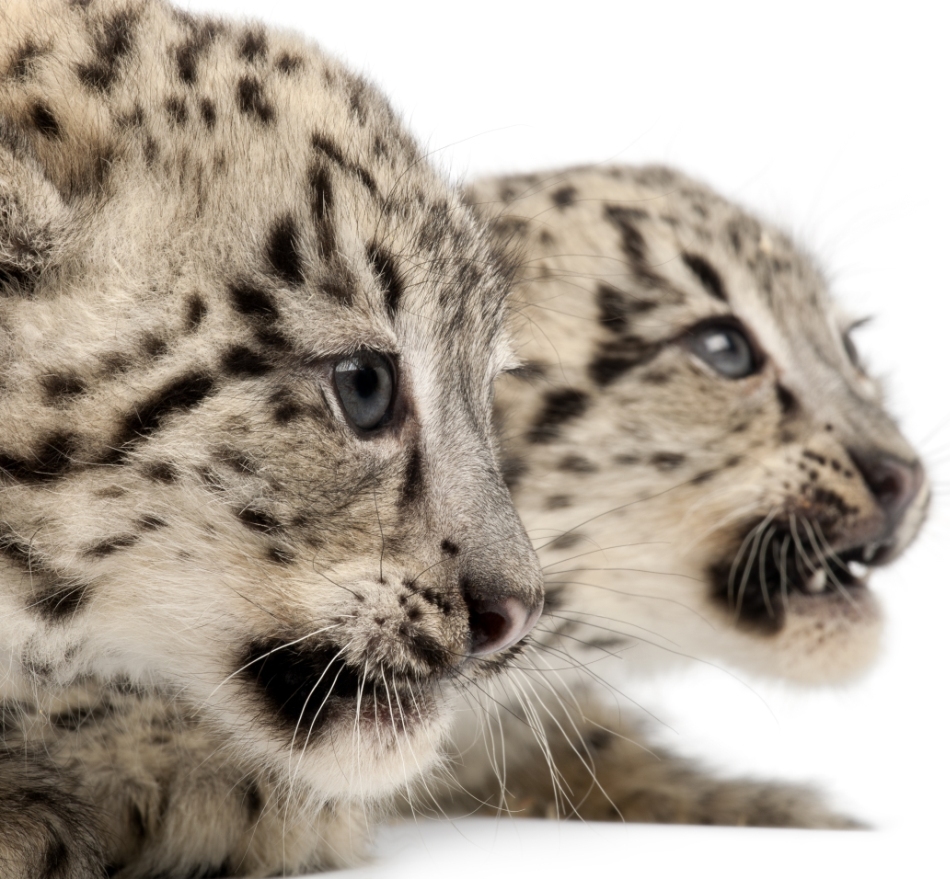 Pui de leopard al zăpezilor.